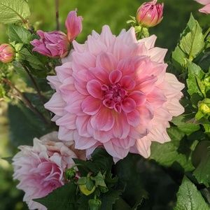 Meet your Posher, Mindy